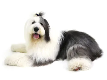 超能力犬ペトロ(ペロちゃん)の画像