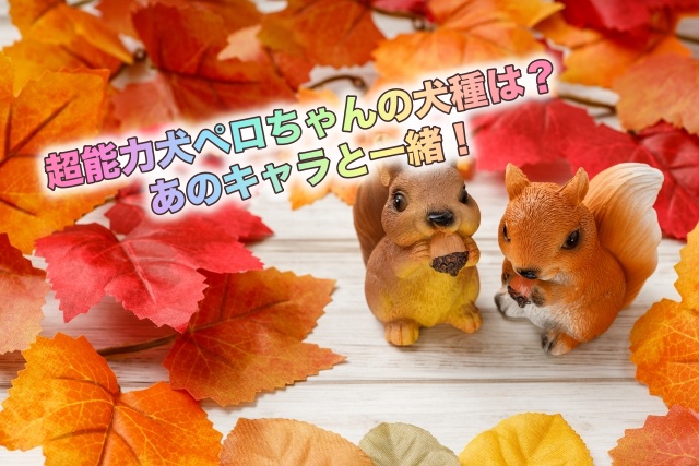 超能力犬ペロちゃんの犬種について!【笑ってコラえて】